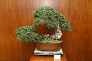 盆栽「日暮し」レプリカ