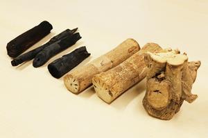 炭化したモリンガ