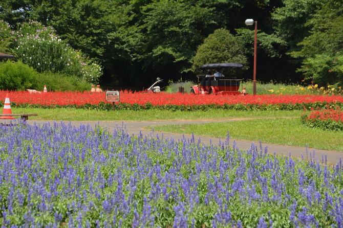 大宮花の丘農林公苑