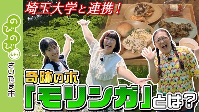 モリンガ　サムネイル