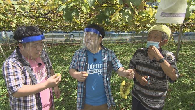 ぶどうの説明をうける出演者の写真