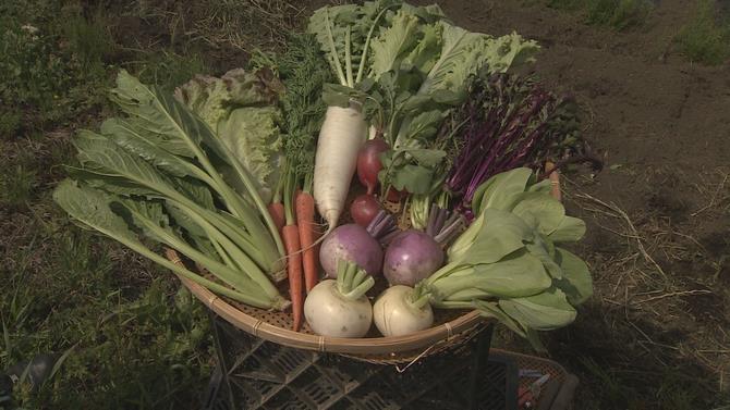 見沼野菜