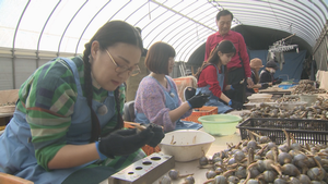 くわい選別体験