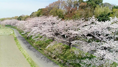 見沼区加田屋周辺のドローン写真