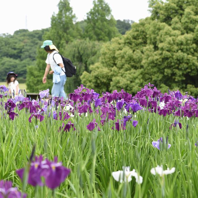 ハナショウブ