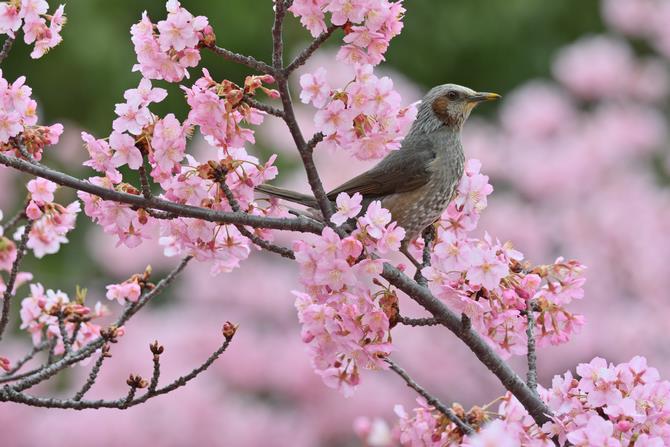 桜