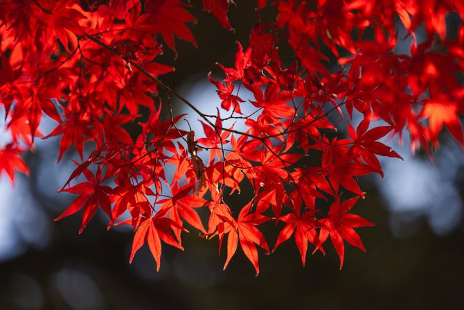 紅葉