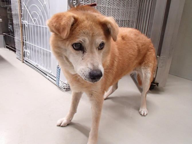 さいたま市／収容動物（犬）のページ
