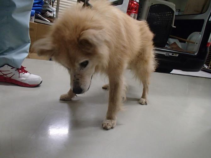 さいたま犬 さいたま市／収容動物（犬）のページ