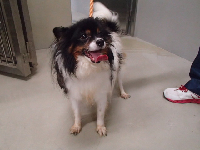 さいたま市／収容動物（犬）のページ
