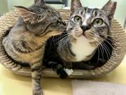 かえでとみこと