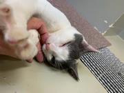 ちょっちゃん3