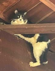 たぬきち
