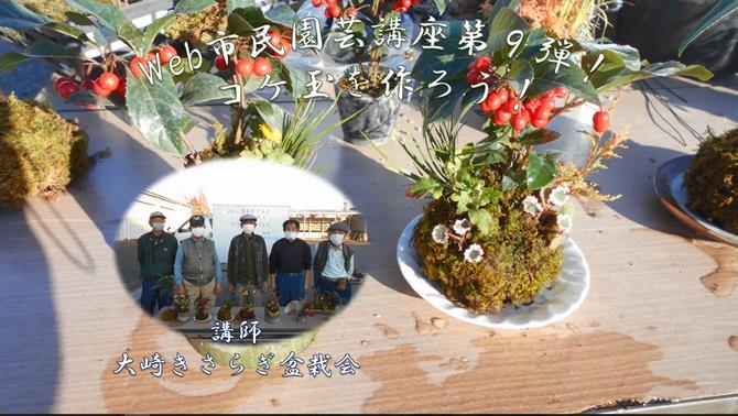 kokedama