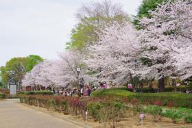 桜1