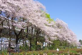 桜2