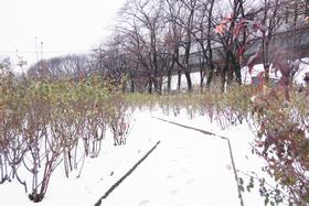 雪景色5