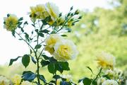 （Ｕ-18）最優秀賞　光を纏って