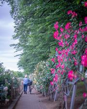 入選　薔薇の帰り道