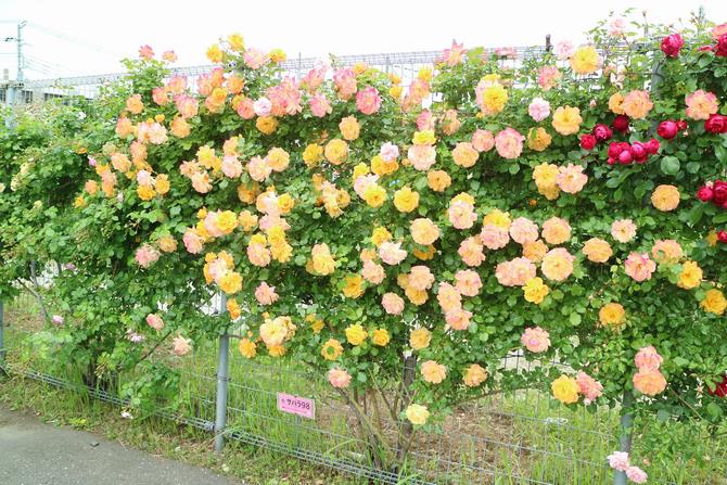 黄色いつるバラ
