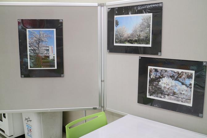 桜の写真