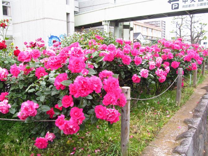 中央通り沿い
