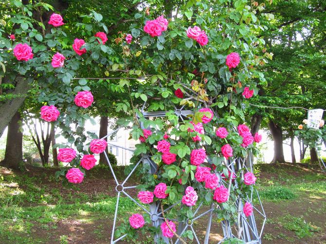 与野公園西側