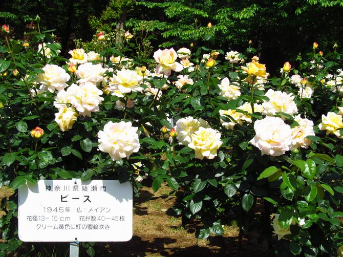 3月27日