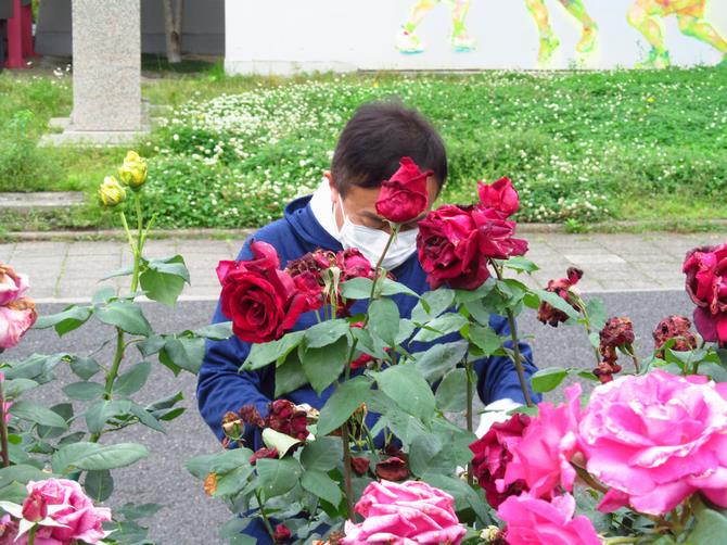 花がら摘み2