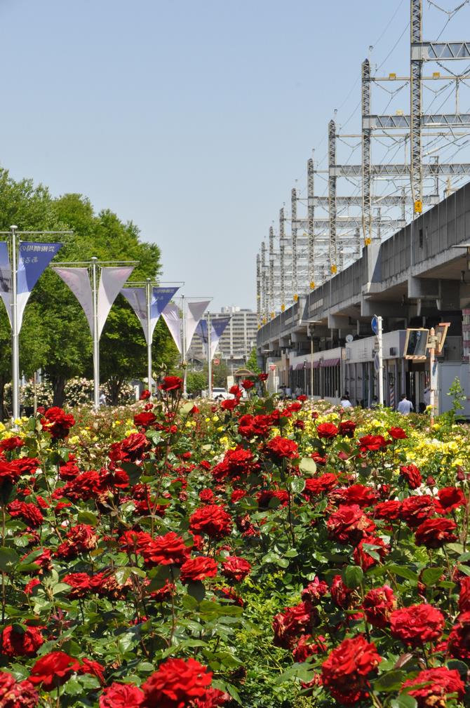 与野本町駅前公園のバラ