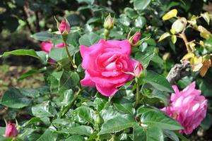 rosereport2