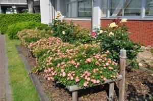 rosereport05014