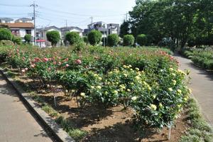 rosereport05017