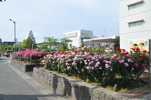 rosereport05071