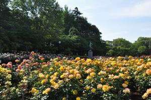 rosereport05126