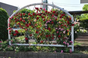 rosereport05153