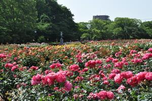 rosereport05156