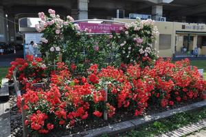 rosereport051512