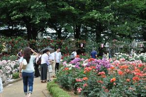 rosereport05194