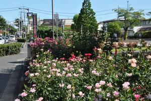 rosereport063013