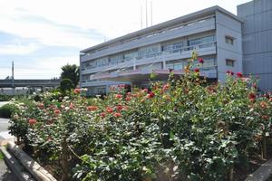 rosereport063016