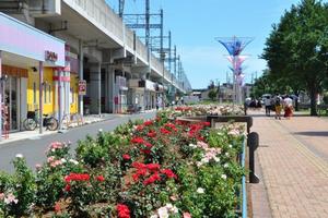 rosereport063017