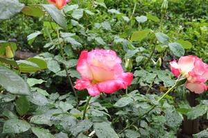 0426rose2