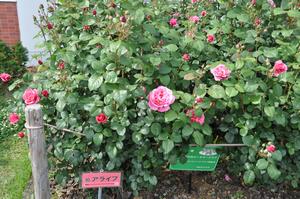 0510rose1