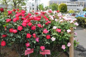 0510rose2