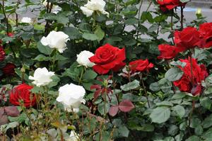 0510rose9