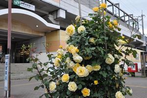 0510rose10