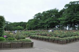 0510rose14