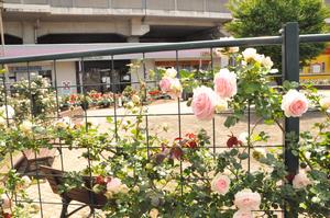 与野本町駅前公園2
