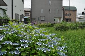 環境空間緑道あじさい2